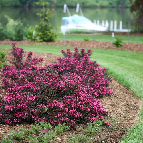 Weigela Florida Spilled Wine - View 15 from www redcrocus com