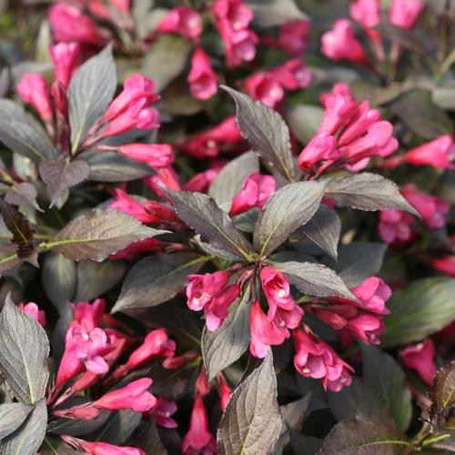 Weigela Florida Spilled Wine - View 16 from www redcrocus com