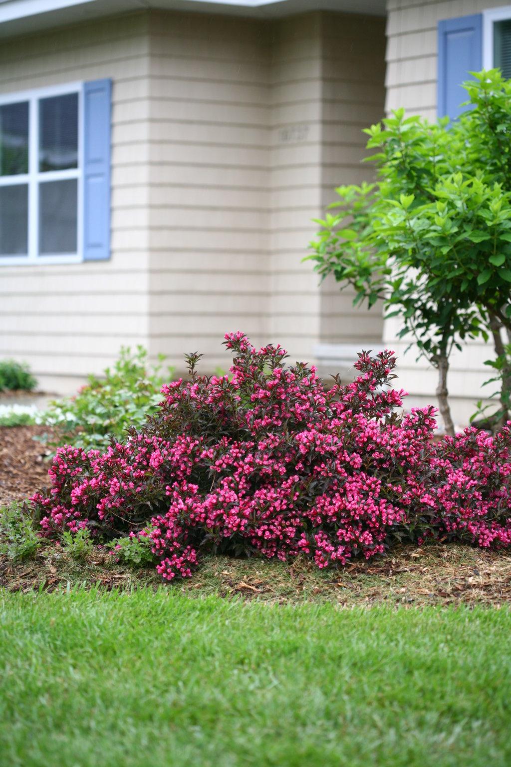 Weigela Florida Spilled Wine - View 17 from www redcrocus com