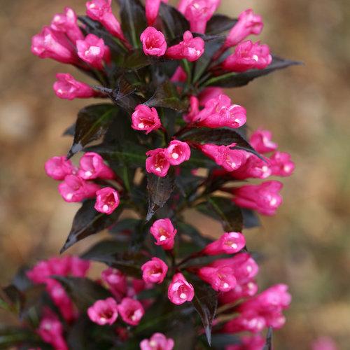 Weigela Florida Spilled Wine - View 3 from www redcrocus com