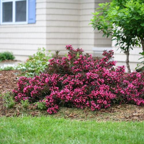 Weigela Florida Spilled Wine - View 4 from www redcrocus com