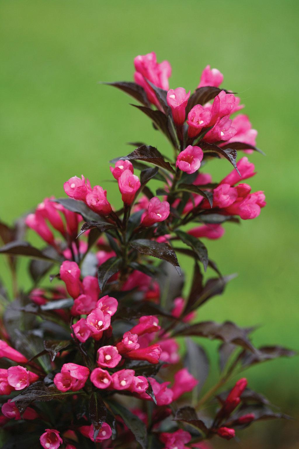 Weigela Florida Spilled Wine - View 5 from www redcrocus com