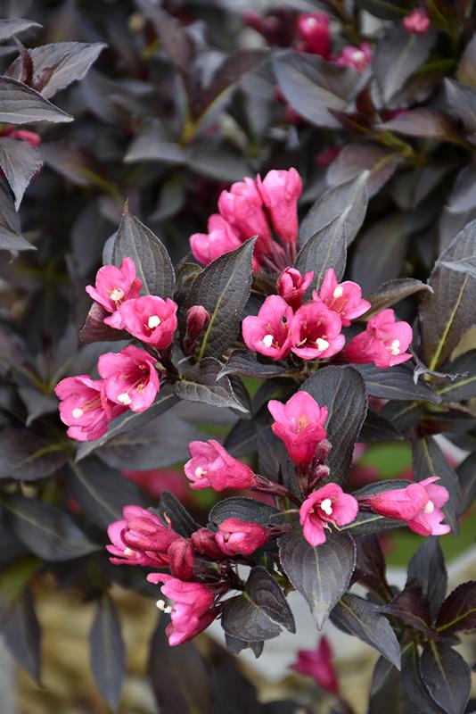 Weigela Florida Spilled Wine - View 6 from www redcrocus com