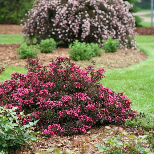 Weigela Florida Spilled Wine - View 7 from www redcrocus com