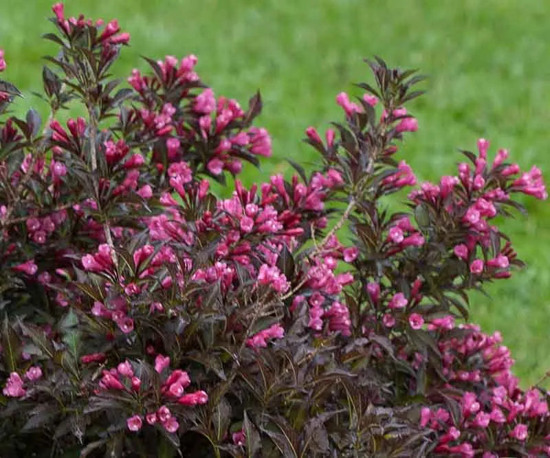 Weigela Florida Spilled Wine - View 8 from www redcrocus com