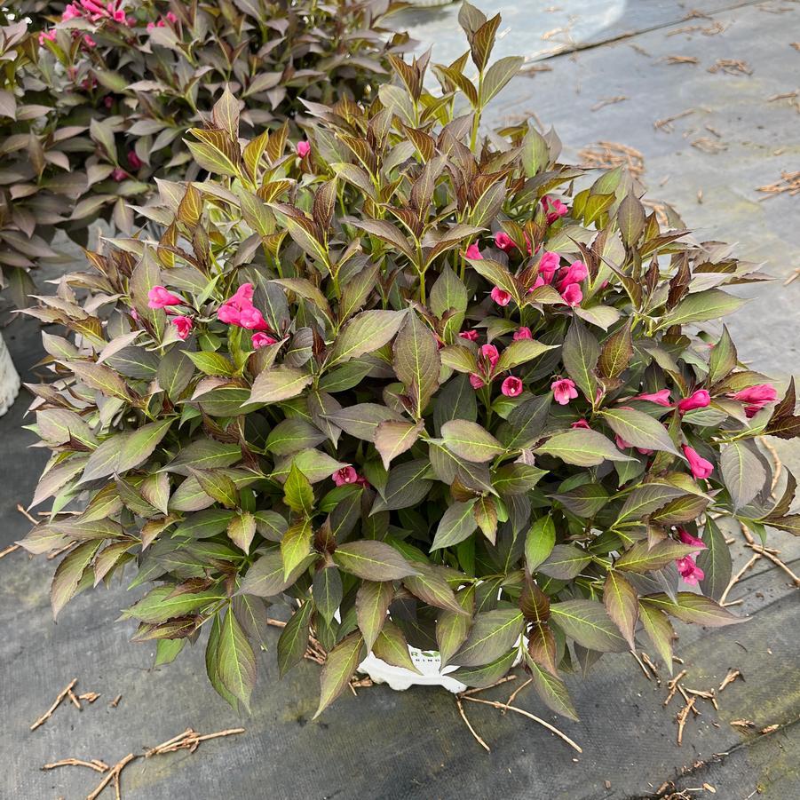 Weigela Florida Spilled Wine - View 8 from www redcrocus com