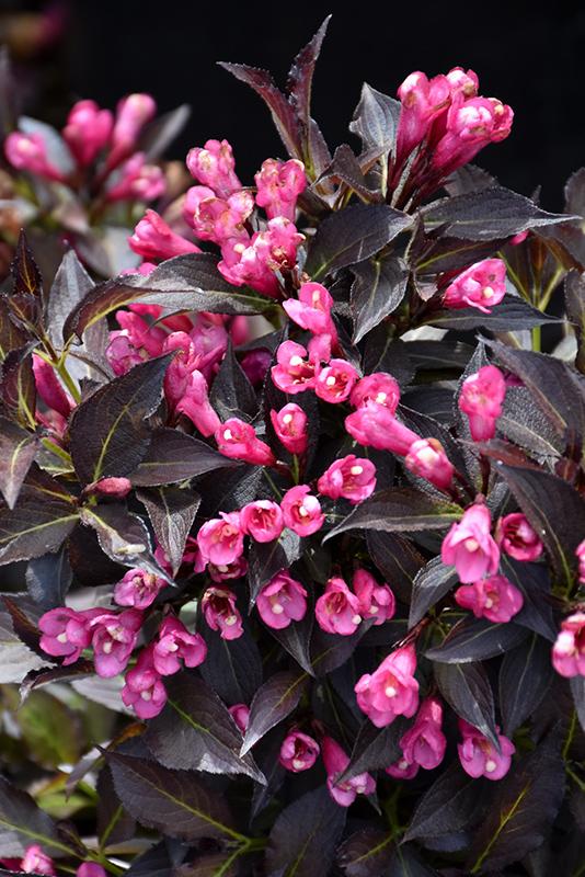 Weigela Florida Spilled Wine - View 9 from www redcrocus com