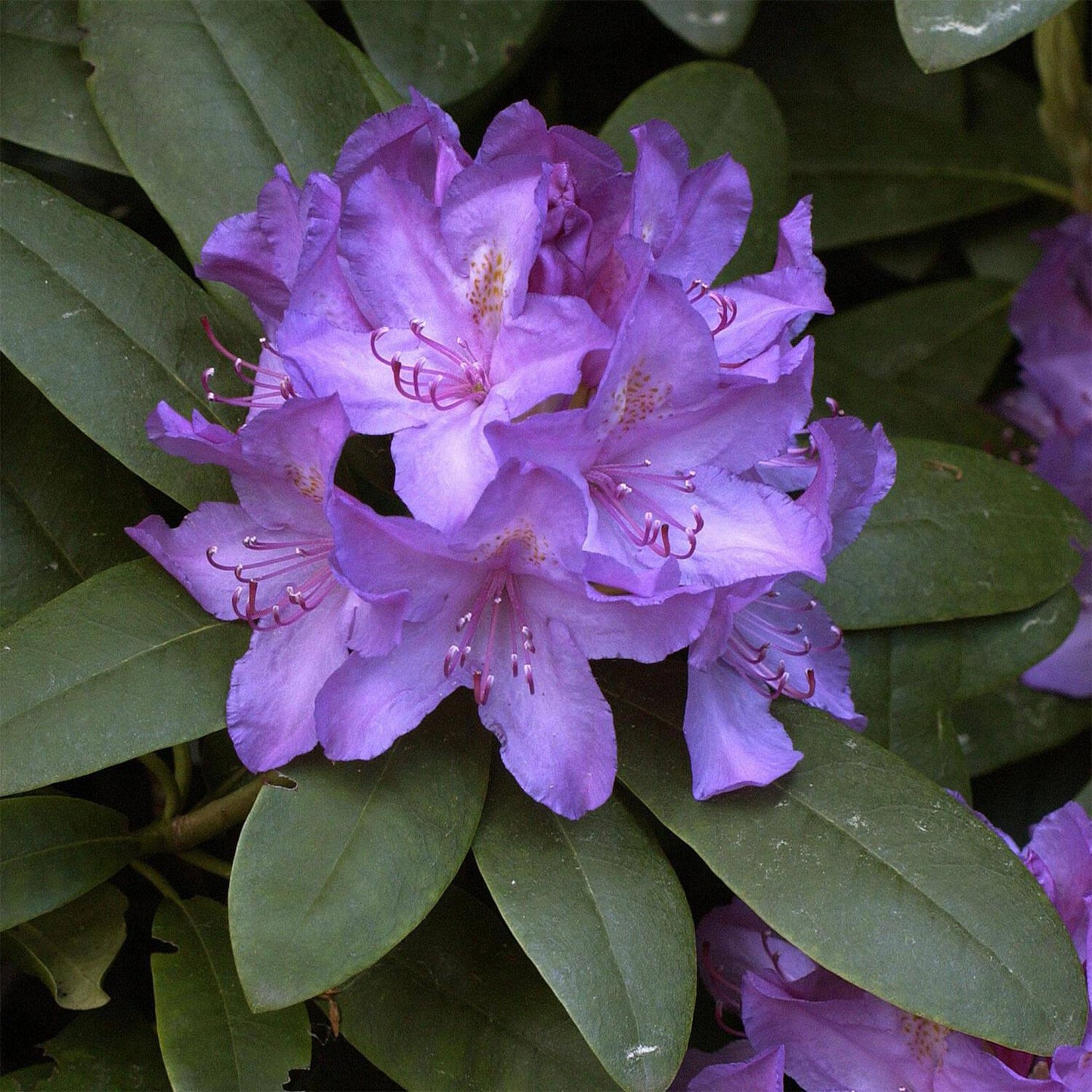 Rhododendron Boursault - View 14 from www redcrocus com