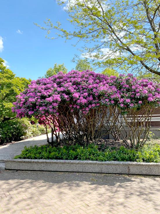 Rhododendron Boursault - View 19 from www redcrocus com