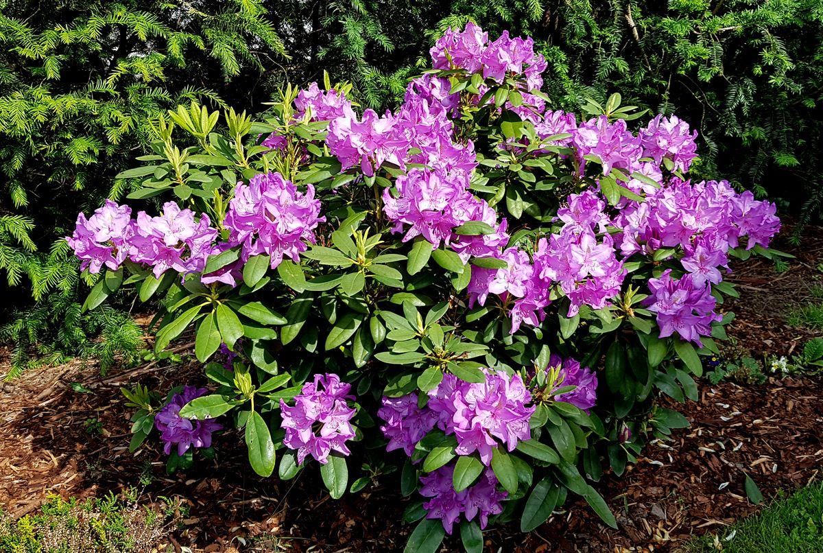 Rhododendron Boursault - View 2 from www redcrocus com