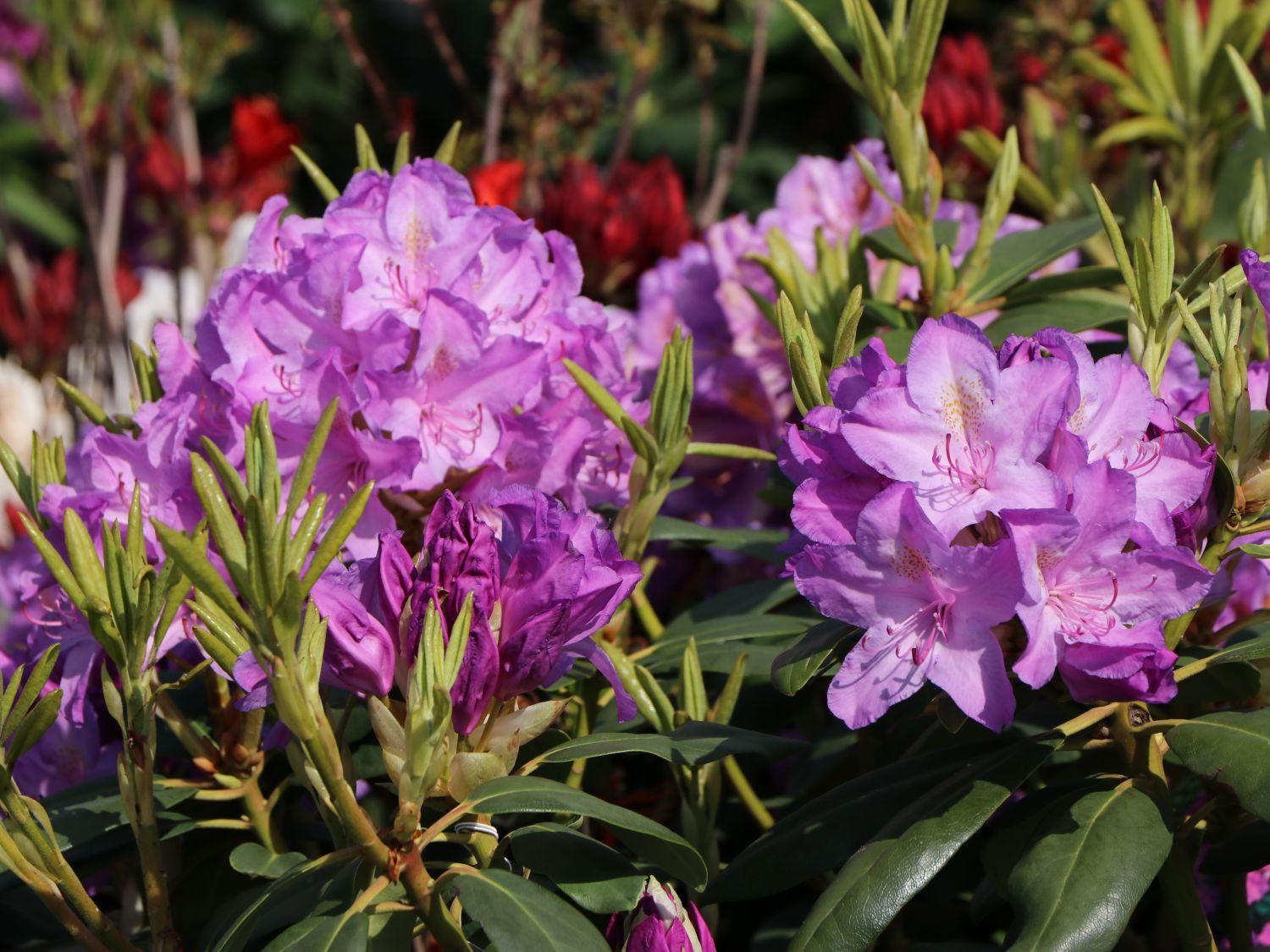 Rhododendron Boursault - View 4 from www redcrocus com