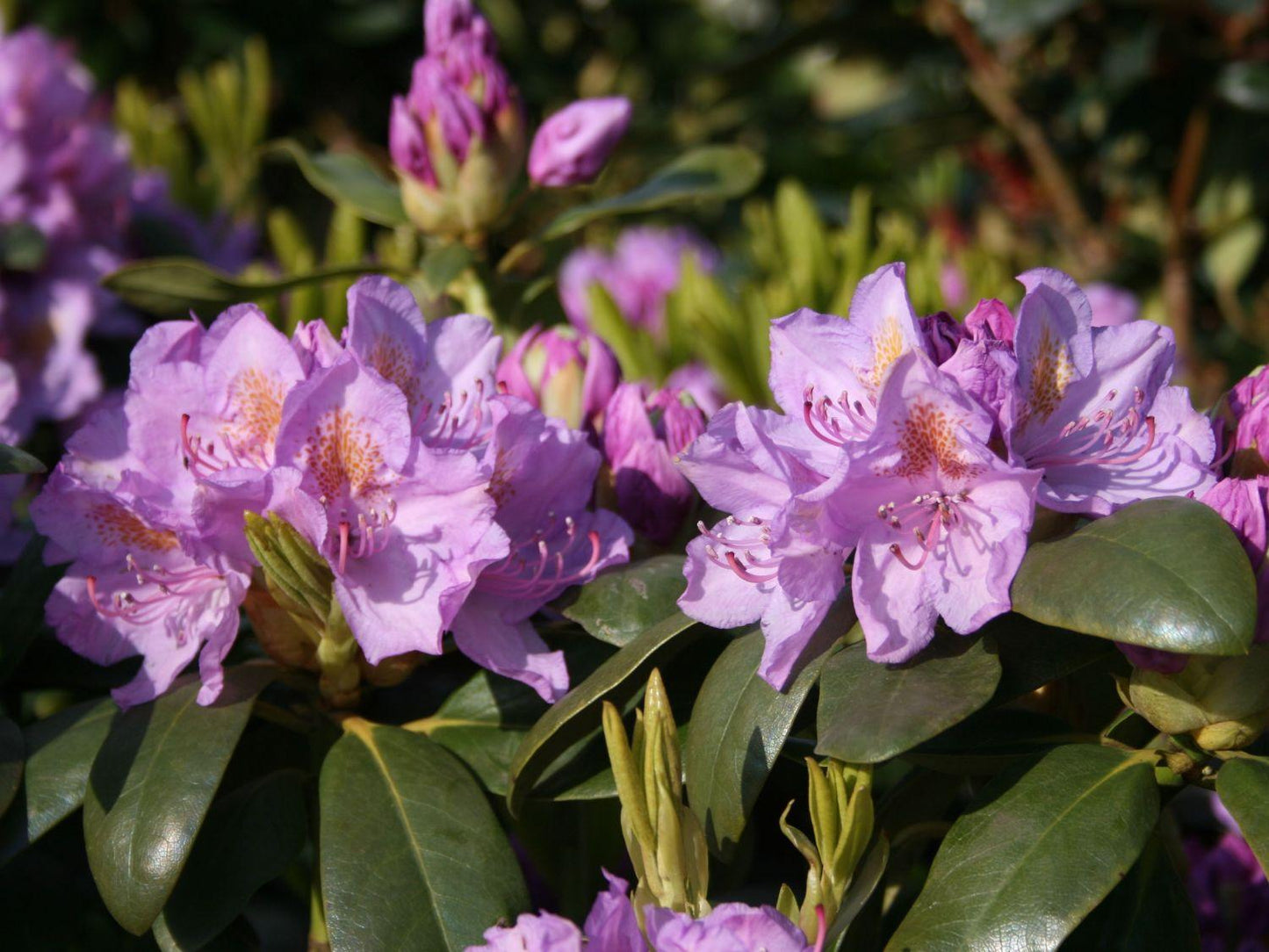 Rhododendron Boursault - View 5 from www redcrocus com