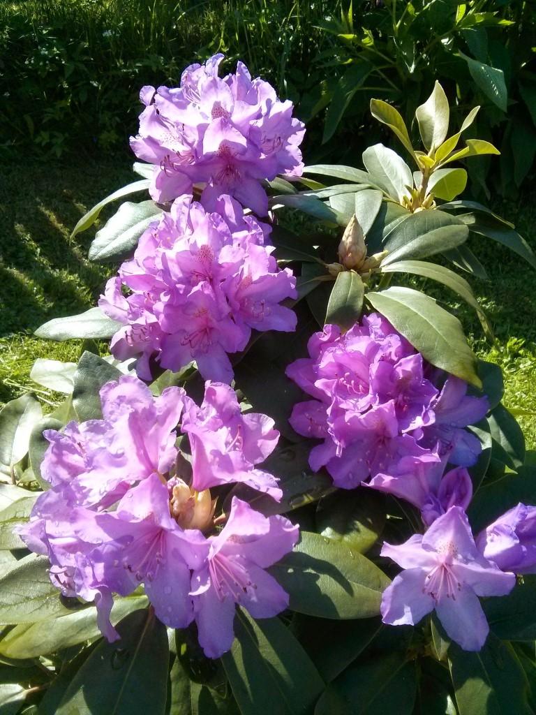 Rhododendron Boursault - View 8 from www redcrocus com
