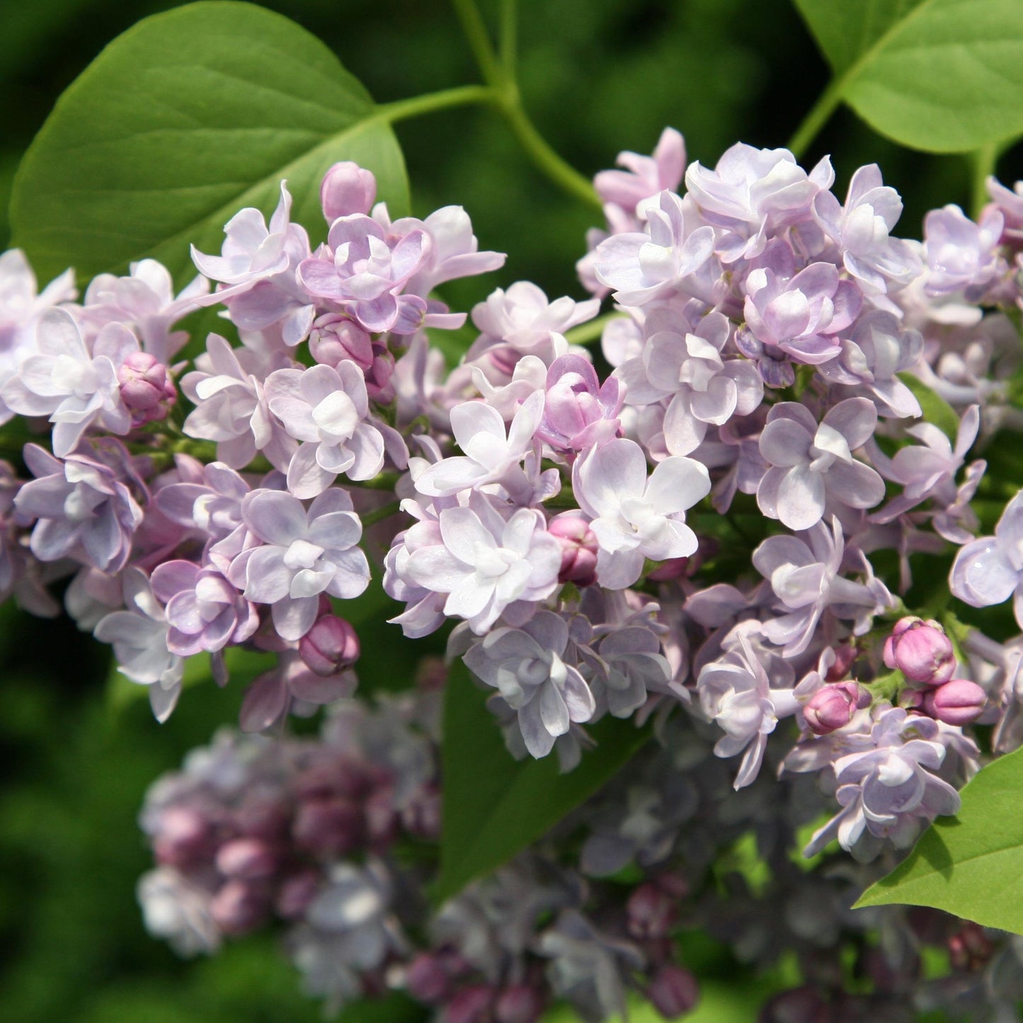 Syringa Vulgaris - View 10 from www redcrocus com