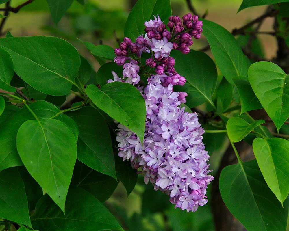 Syringa Vulgaris - View 14 from www redcrocus com