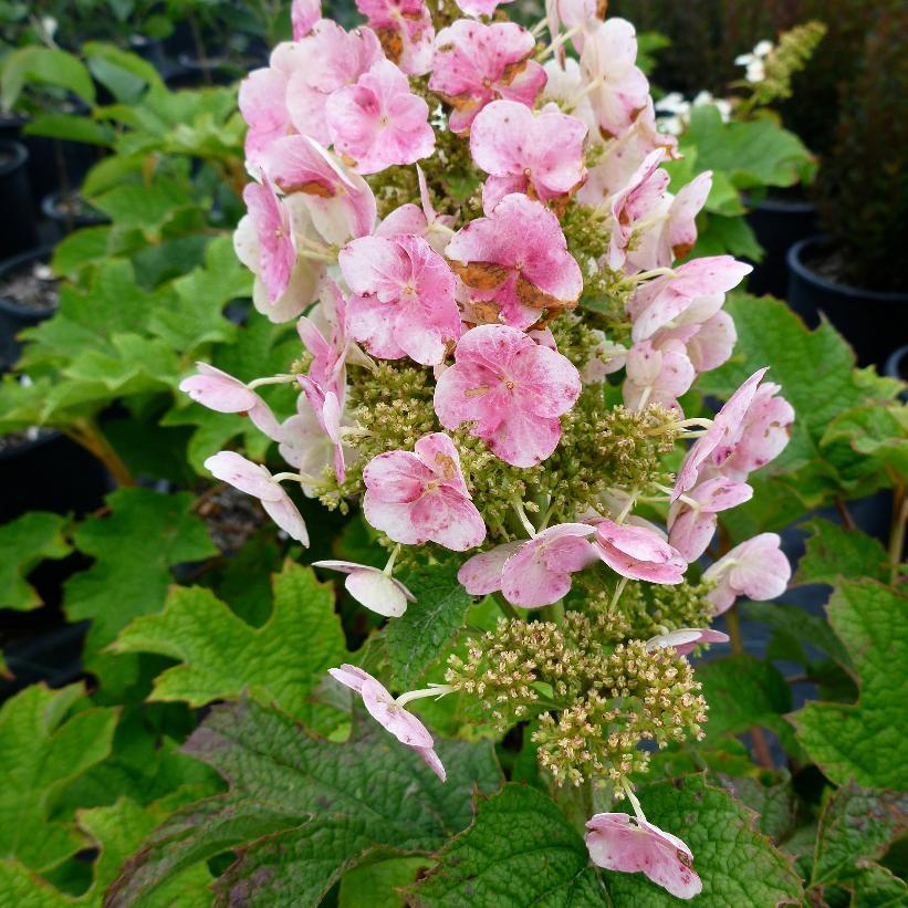 Hydrangea Quercifolia Ruby Slippers - View 10 from www redcrocus com