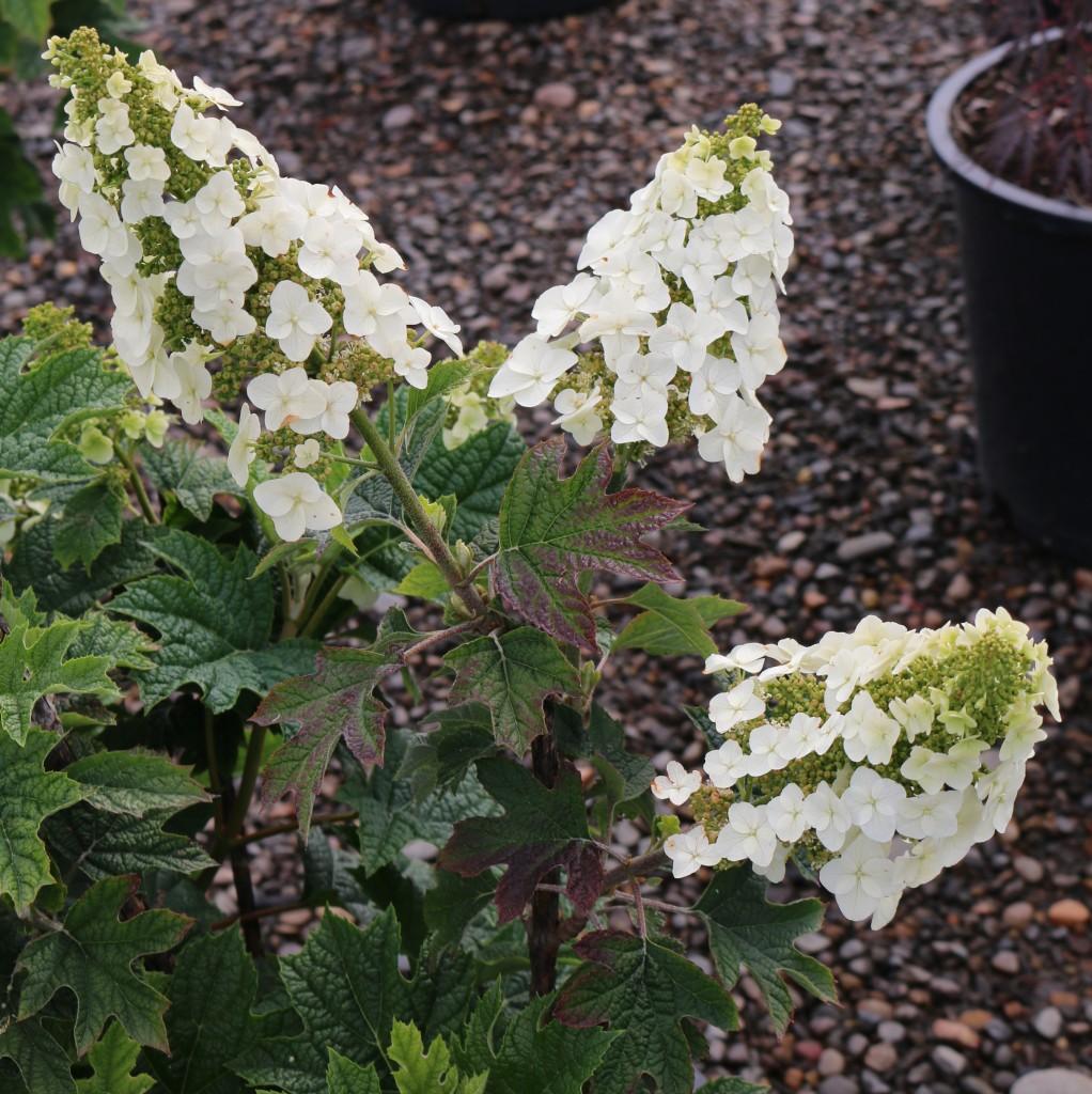 Hydrangea Quercifolia Ruby Slippers - View 11 from www redcrocus com