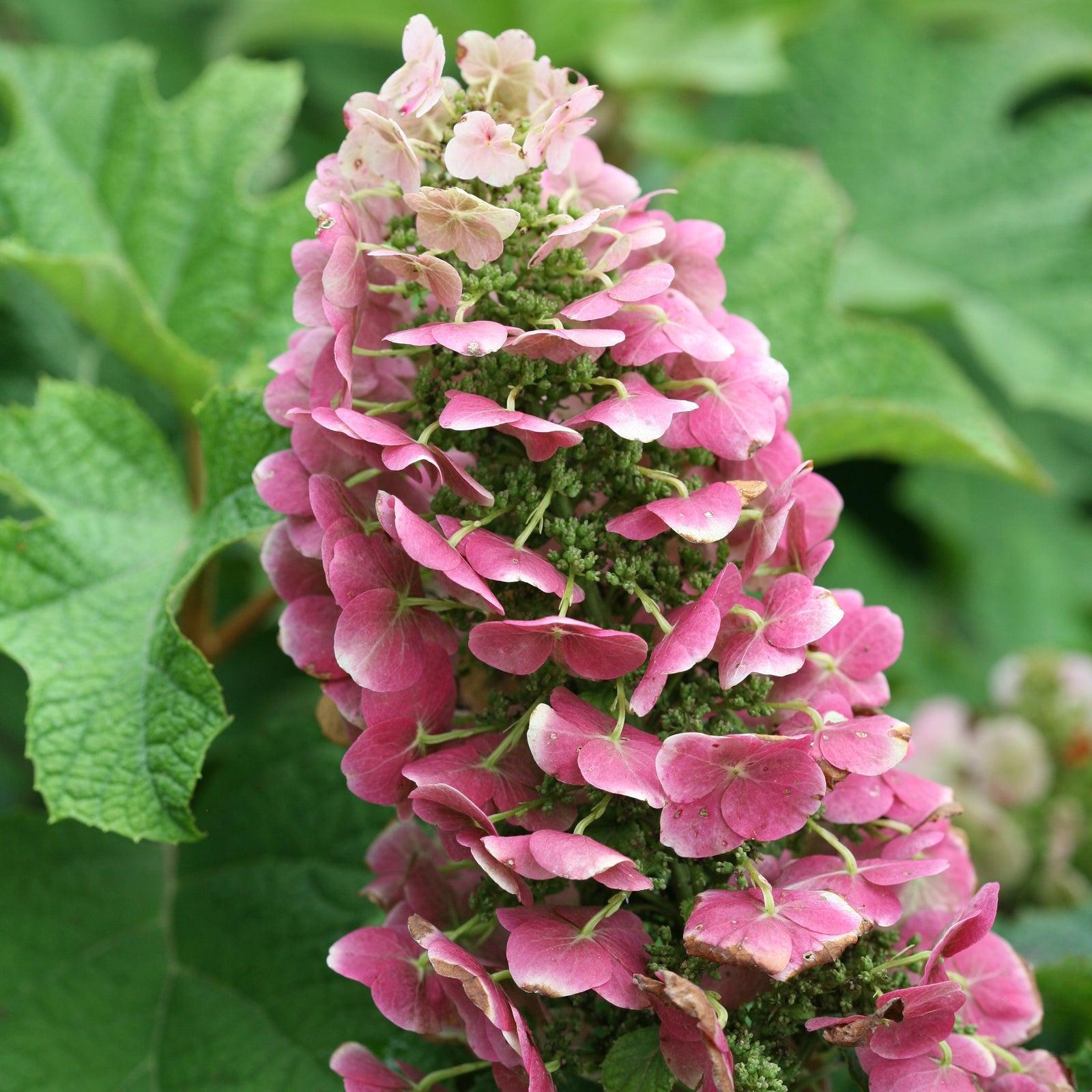 Hydrangea Quercifolia Ruby Slippers - View 12 from www redcrocus com
