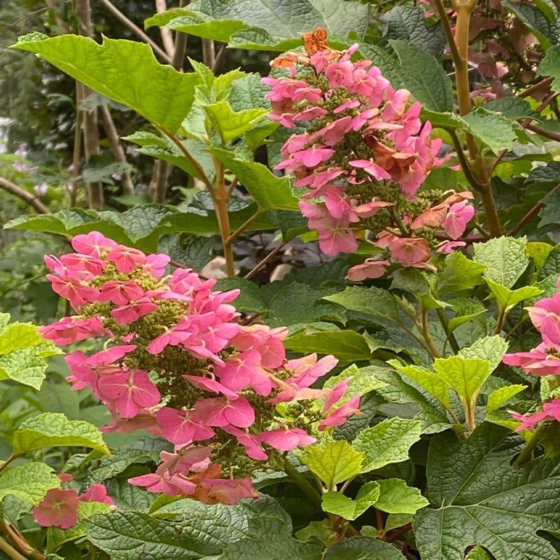 Hydrangea Quercifolia Ruby Slippers - View 13 from www redcrocus com
