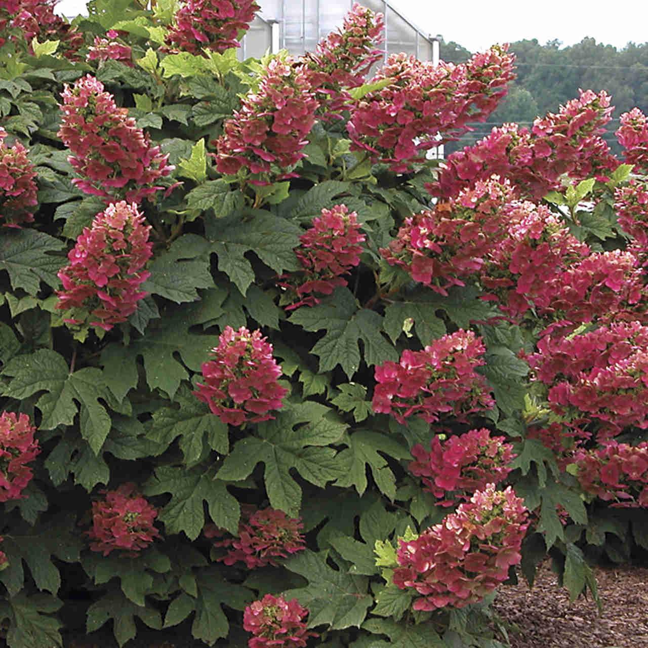 Hydrangea Quercifolia Ruby Slippers - View 16 from www redcrocus com