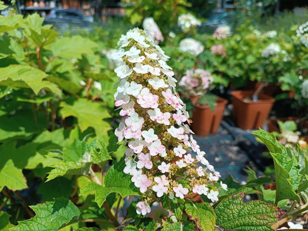 Hydrangea Quercifolia Ruby Slippers - View 18 from www redcrocus com