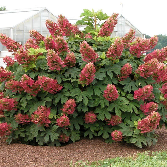 Hydrangea Quercifolia Ruby Slippers - View 1 from www redcrocus com