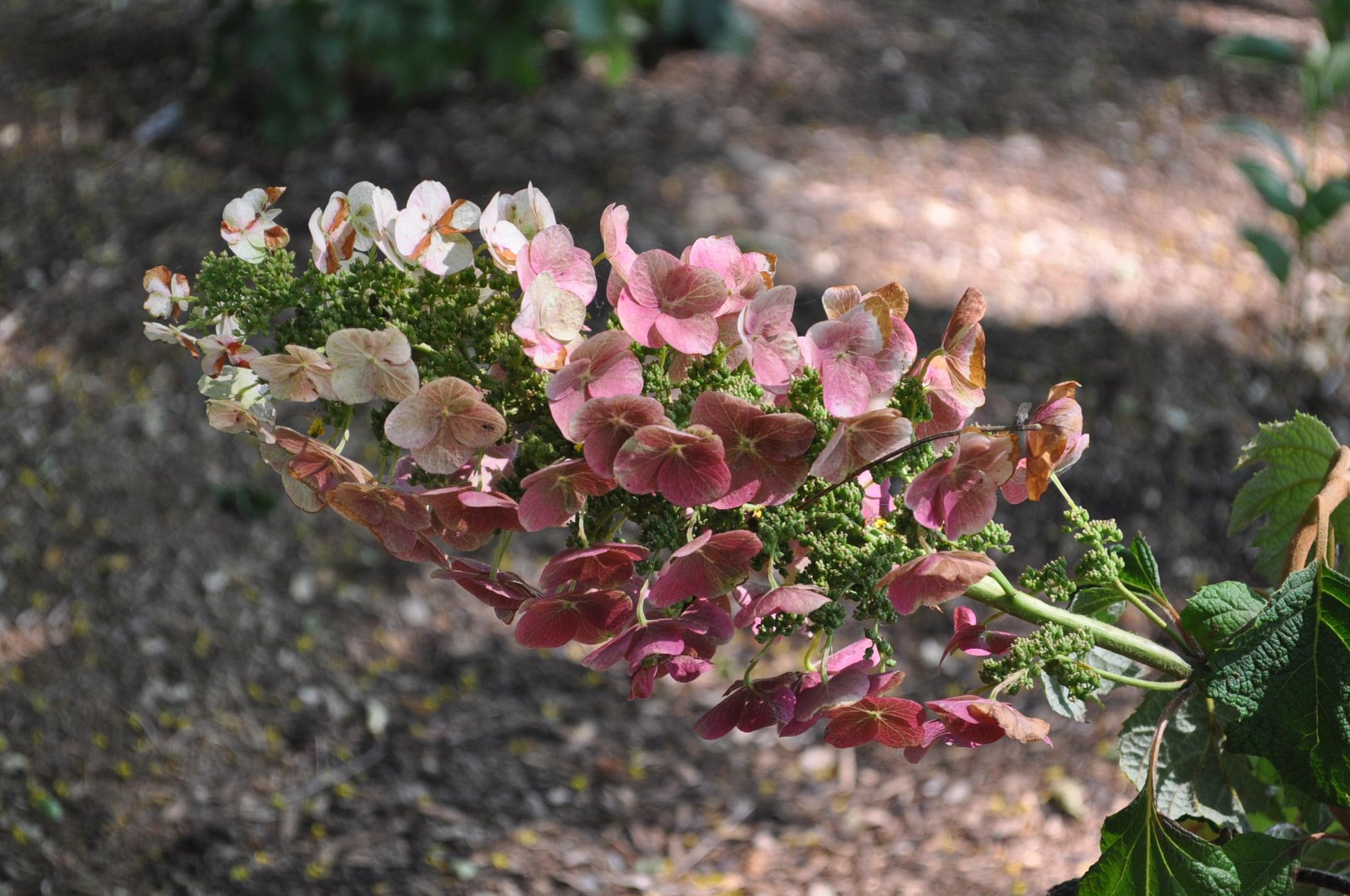 Hydrangea Quercifolia Ruby Slippers - View 20 from www redcrocus com