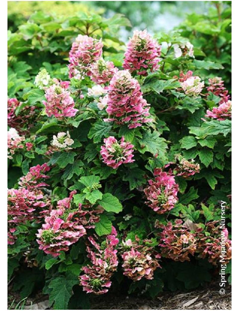 Hydrangea Quercifolia Ruby Slippers - View 2 from www redcrocus com