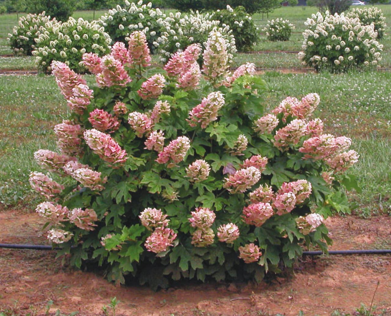Hydrangea Quercifolia Ruby Slippers - View 4 from www redcrocus com