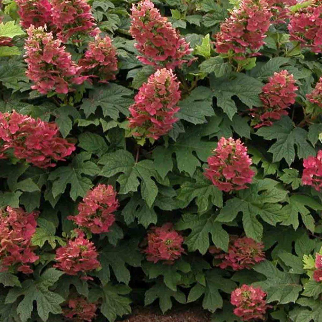 Hydrangea Quercifolia Ruby Slippers - View 5 from www redcrocus com