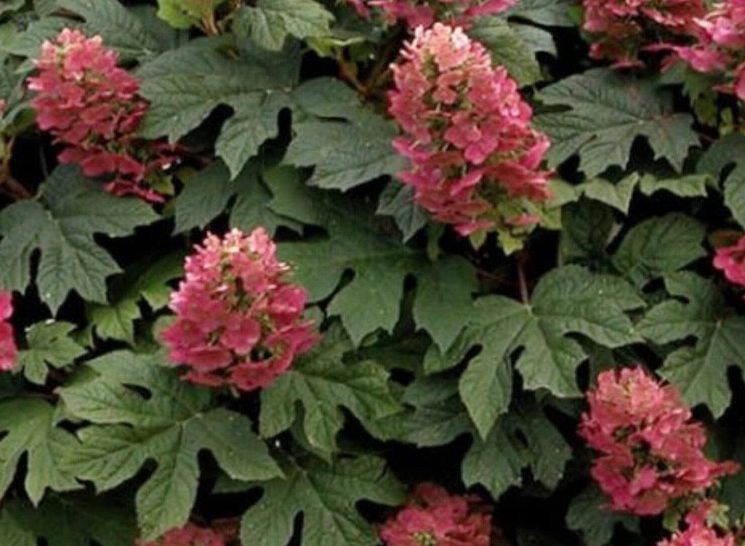 Hydrangea Quercifolia Ruby Slippers - View 7 from www redcrocus com