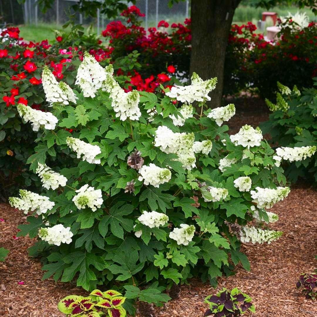 Hydrangea Quercifolia Ruby Slippers - View 8 from www redcrocus com