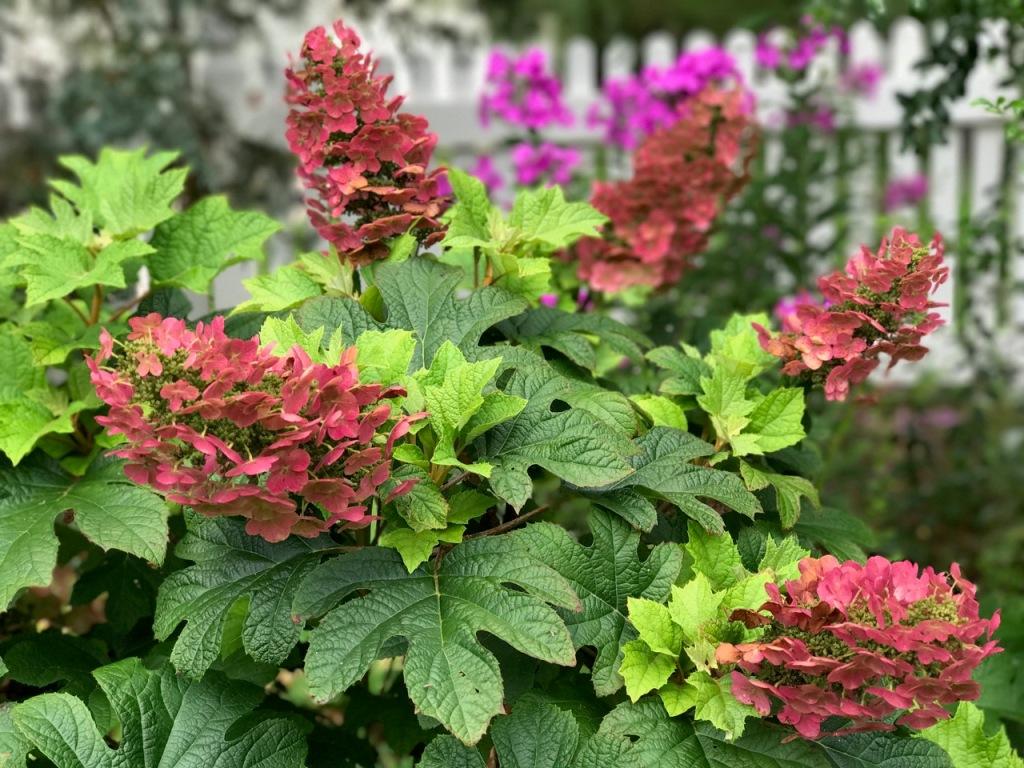 Hydrangea Quercifolia Ruby Slippers - View 9 from www redcrocus com