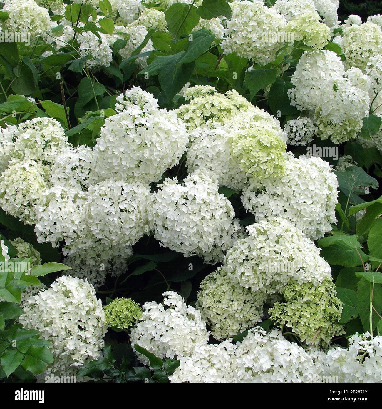 Hydrangea Arborescens Annabelle - View 6 from www redcrocus com