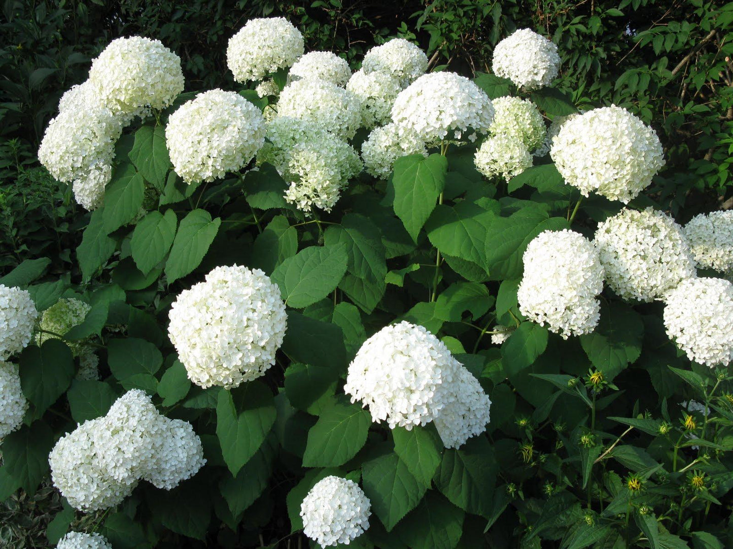 Hydrangea Arborescens Annabelle - View 7 from www redcrocus com