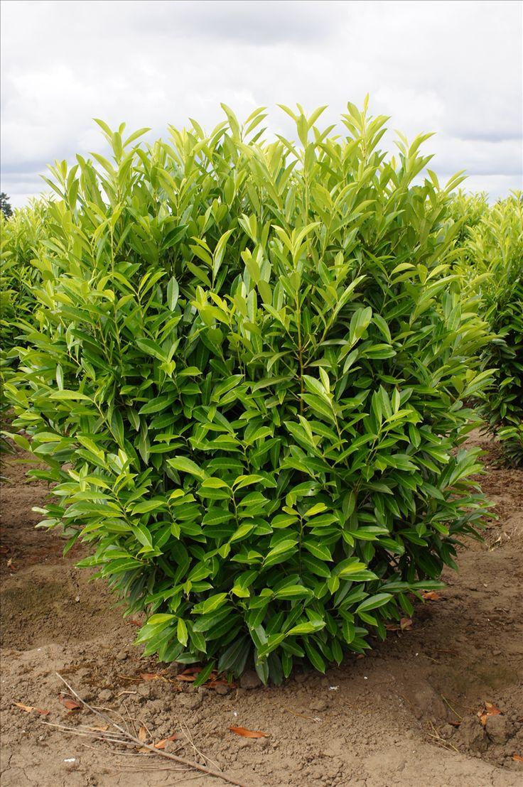 Prunus Laurocerasus 'schipkaensis' - View 13 from www redcrocus com
