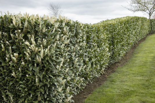 Prunus Laurocerasus 'schipkaensis' - View 1 from www redcrocus com