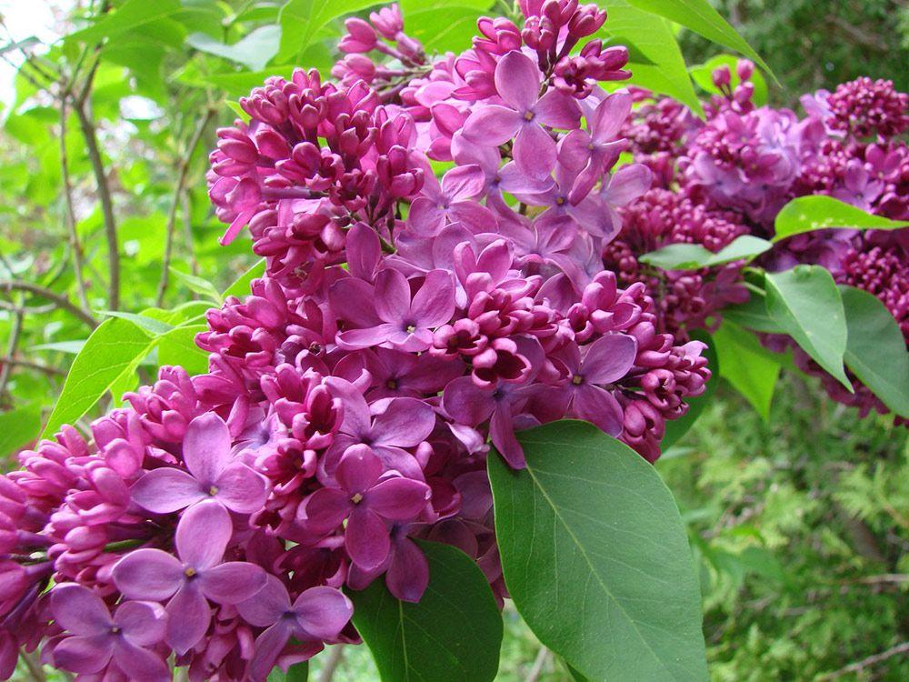 Syringa Vulgaris Yankee Doodle - View 12 from www redcrocus com