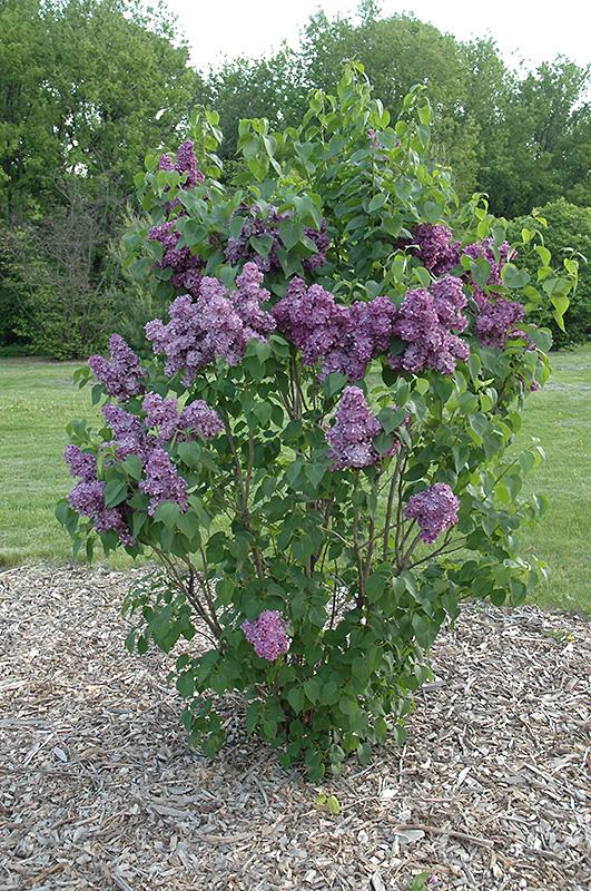 Syringa Vulgaris Yankee Doodle - View 2 from www redcrocus com