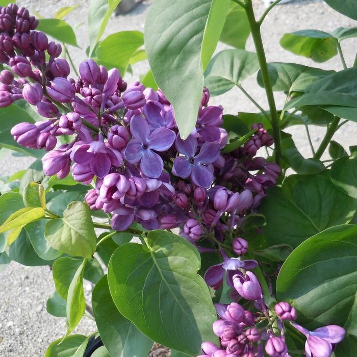 Syringa Vulgaris Yankee Doodle - View 7 from www redcrocus com
