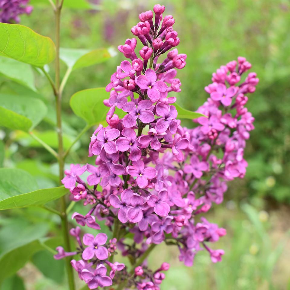 Syringa Vulgaris Yankee Doodle - View 8 from www redcrocus com