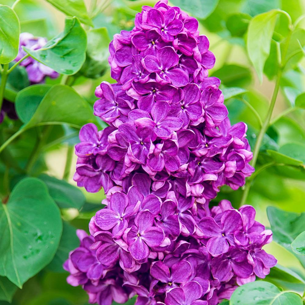 Syringa Vulgaris Yankee Doodle - View 9 from www redcrocus com