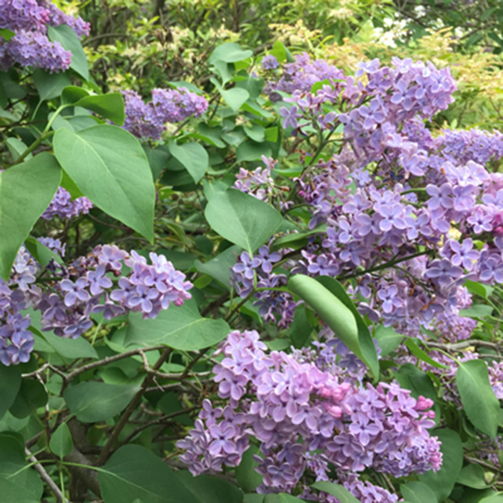 Syringa Vulgaris 'yankee Doodle' - View 12 from www redcrocus com
