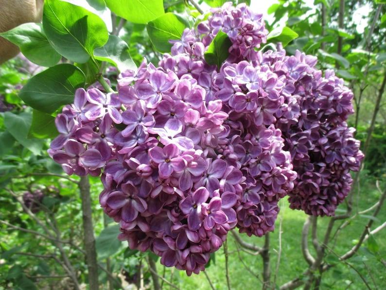 Syringa Vulgaris 'yankee Doodle' - View 14 from www redcrocus com