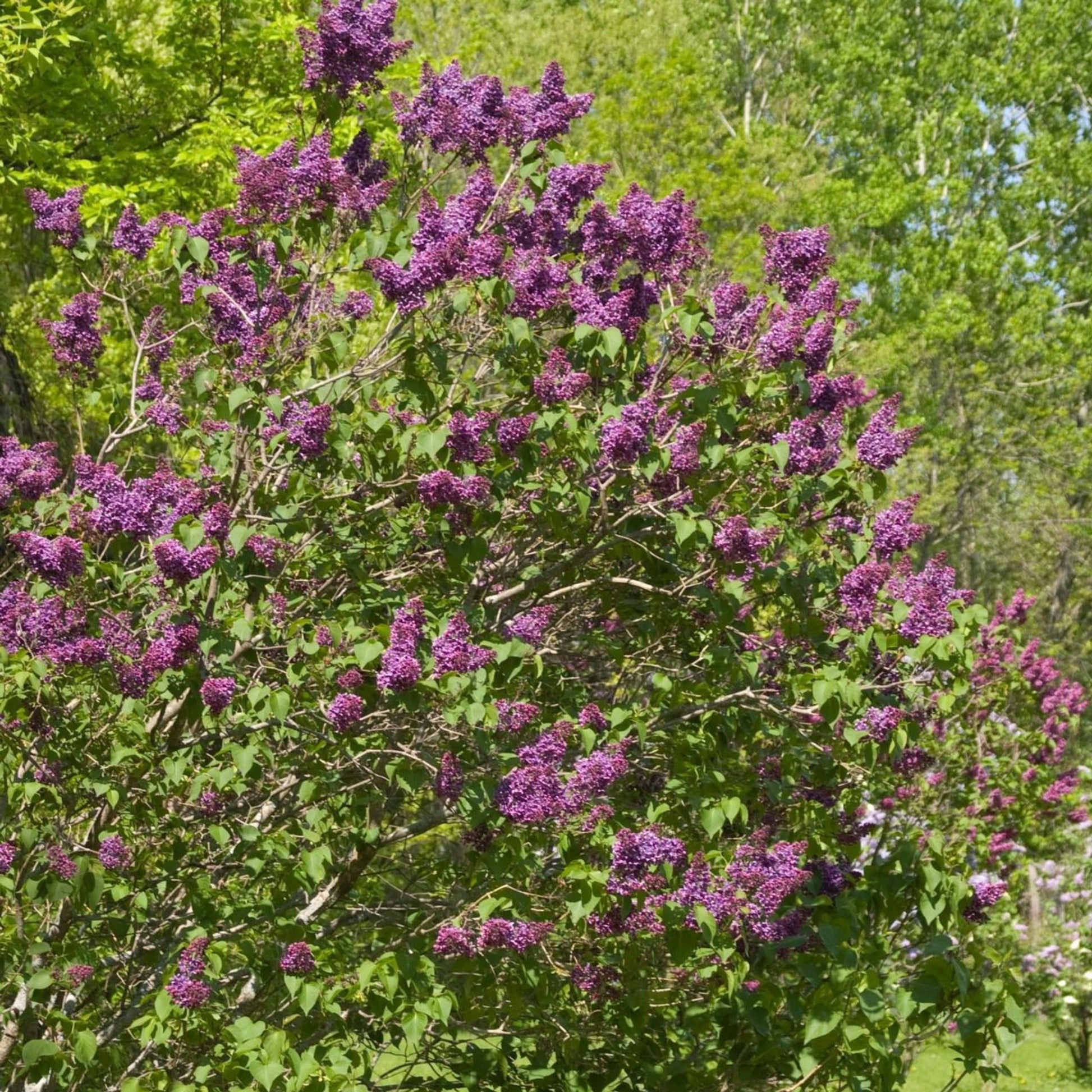 Syringa Vulgaris 'yankee Doodle' - View 15 from www redcrocus com