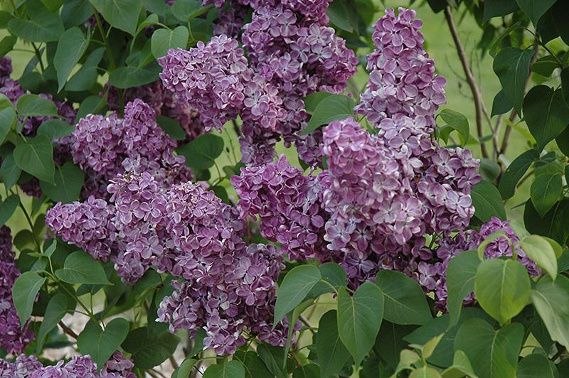 Syringa Vulgaris 'yankee Doodle' - View 16 from www redcrocus com