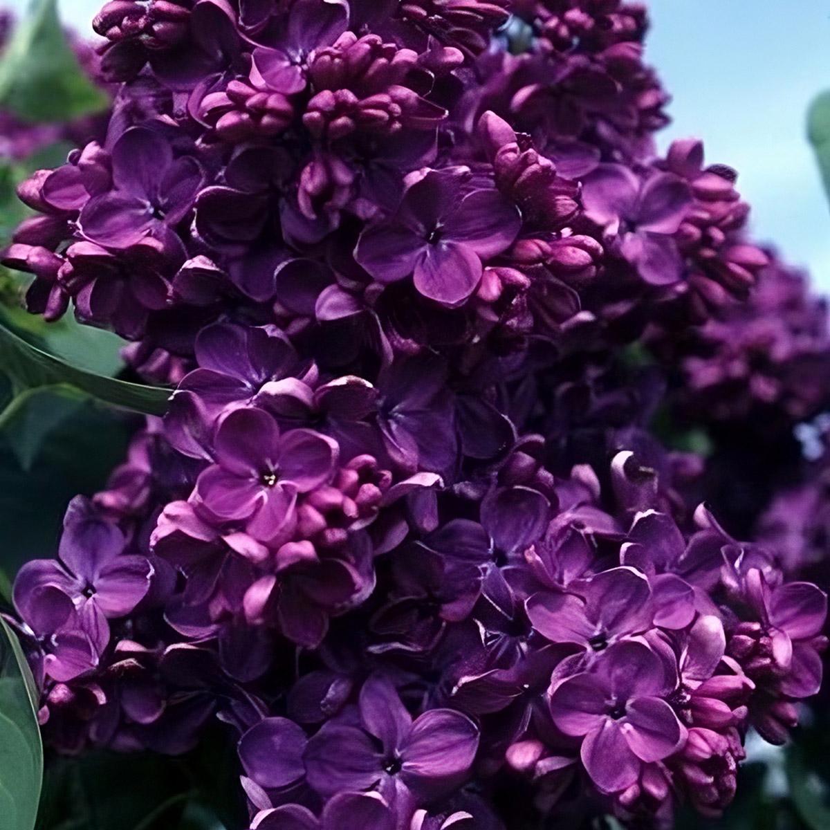 Syringa Vulgaris 'yankee Doodle' - View 1 from www redcrocus com