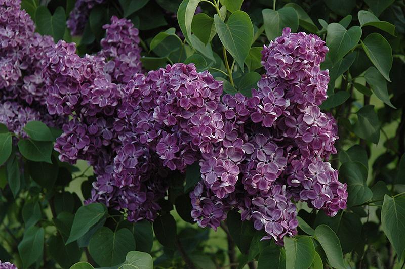 Syringa Vulgaris 'yankee Doodle' - View 2 from www redcrocus com