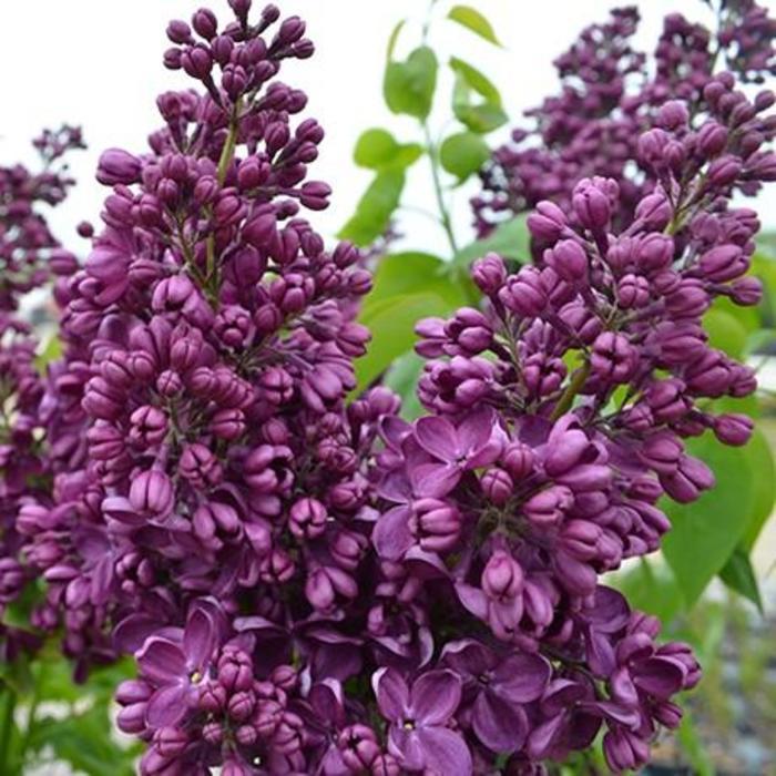 Syringa Vulgaris 'yankee Doodle' - View 4 from www redcrocus com