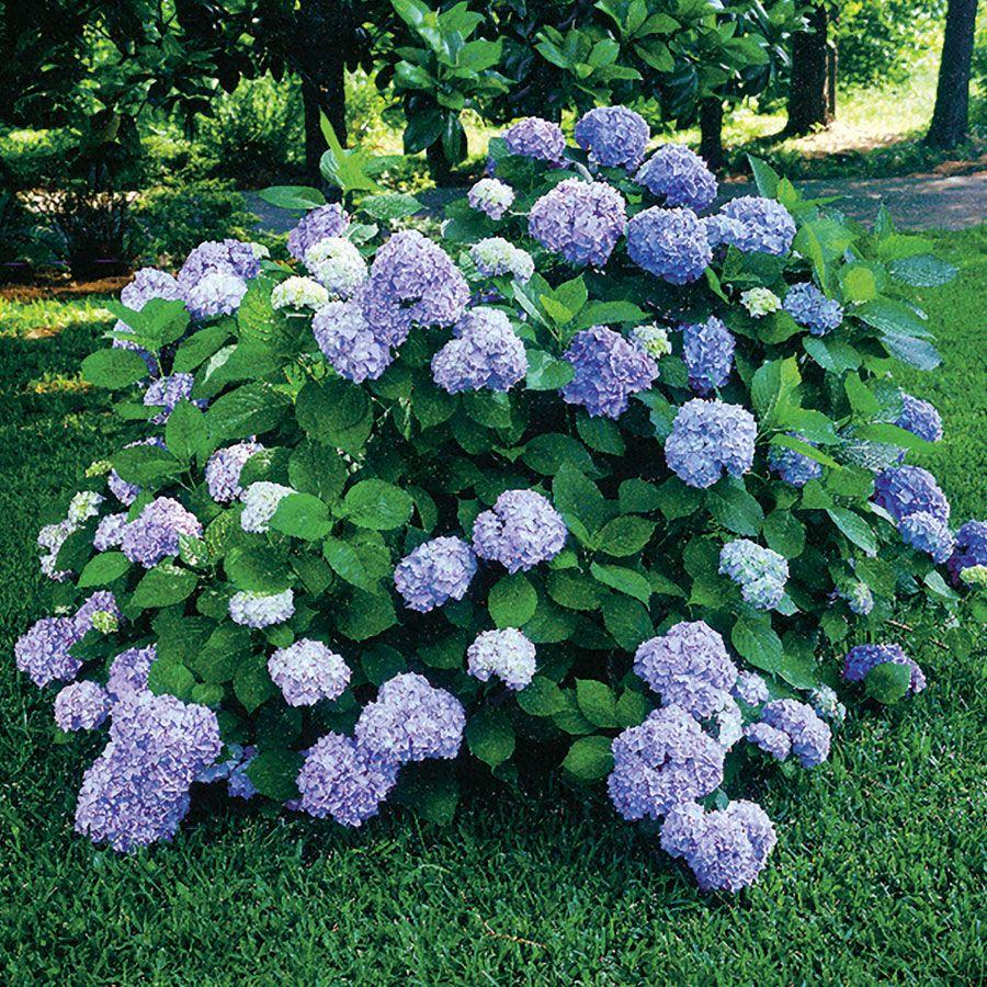Hydrangea Macrophylla Nikko Blue - View 10 from www redcrocus com